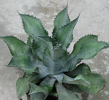 Agave Mr. Ripple - 1 Gallon