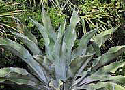 Agave Mr. Ripple - 1 Gallon