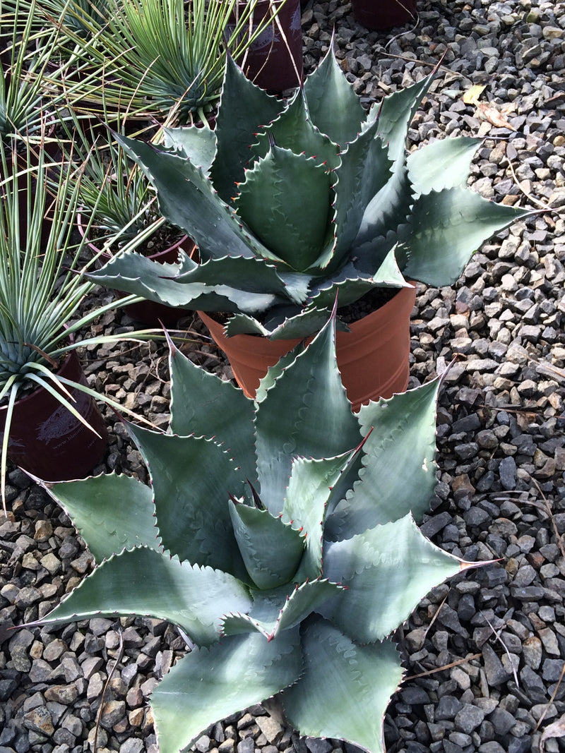 Agave Mr. Ripple - 1 Gallon