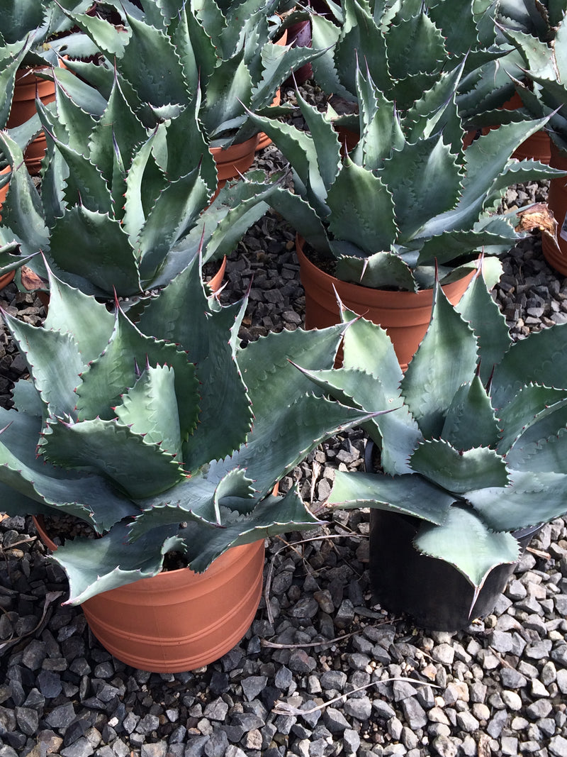 Agave Mr. Ripple - 1 Gallon