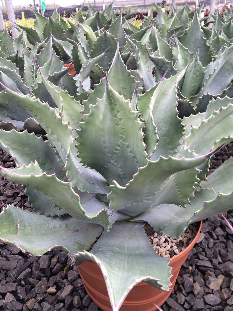 Agave Mr. Ripple - 1 Gallon