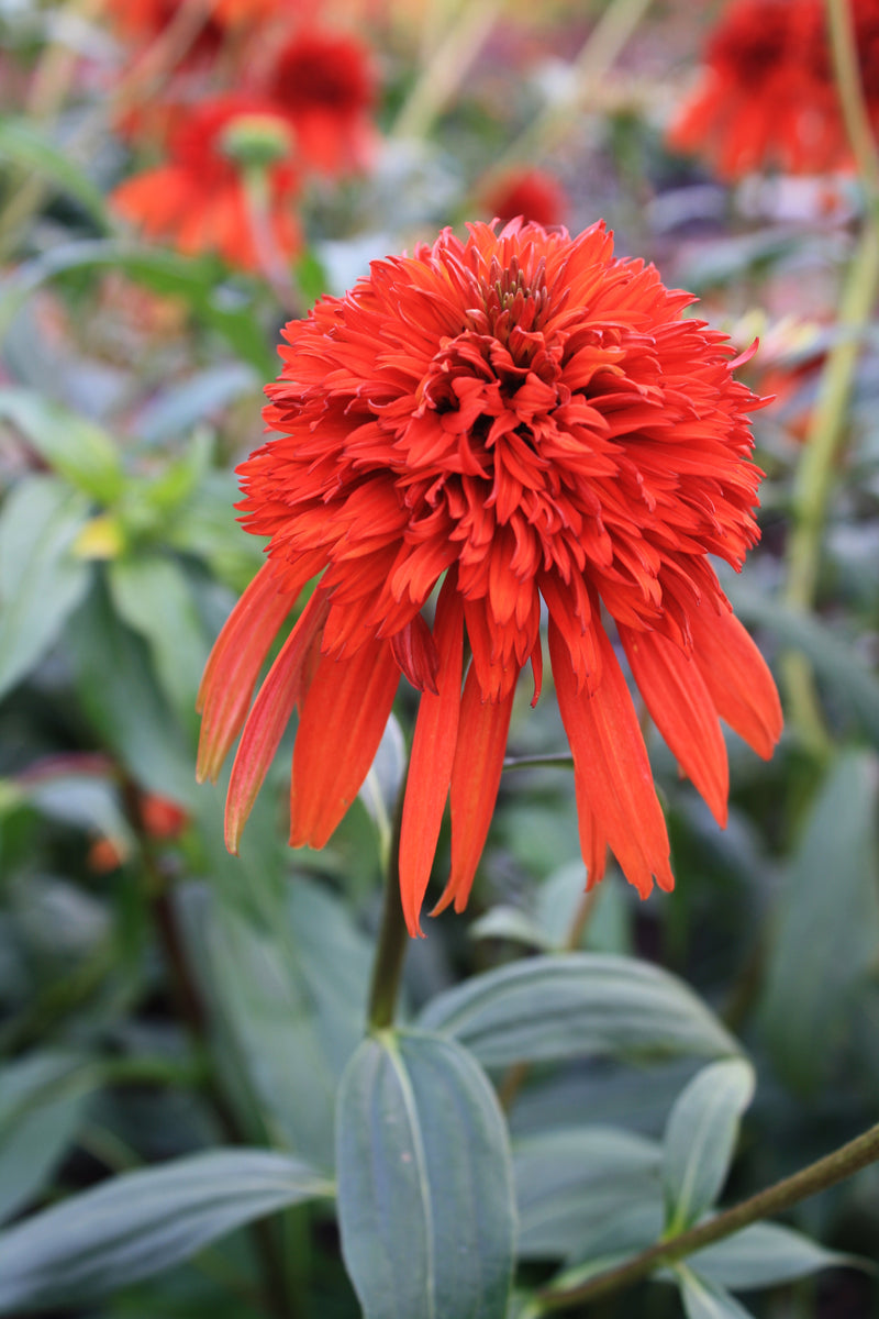 Echinacea Hot Papaya - 1 Gallon