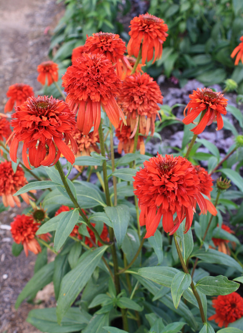 Echinacea Hot Papaya - 1 Gallon