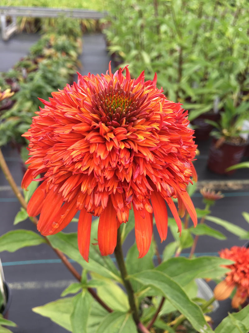 Echinacea Hot Papaya - 1 Gallon