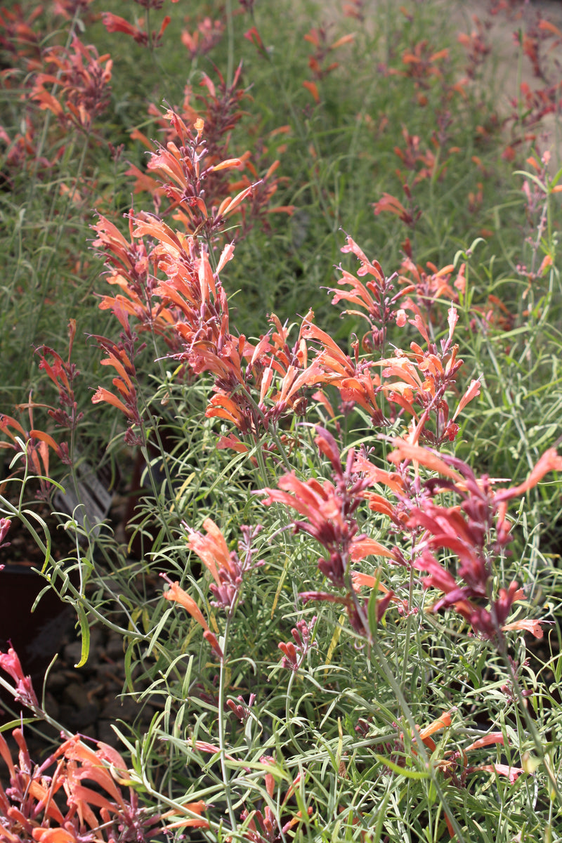 Agastache rupestris - 1 Gallon