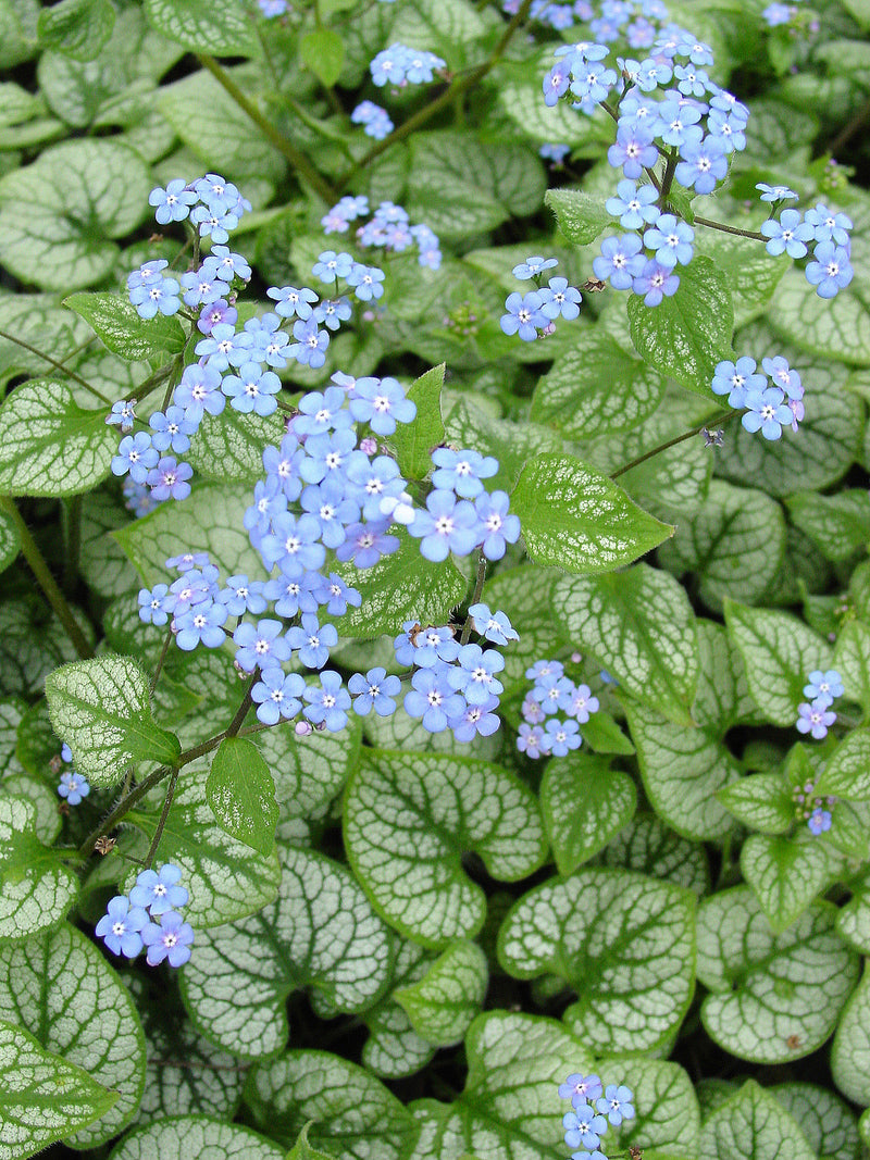 Brunnera Jack Frost - 1 Gallon