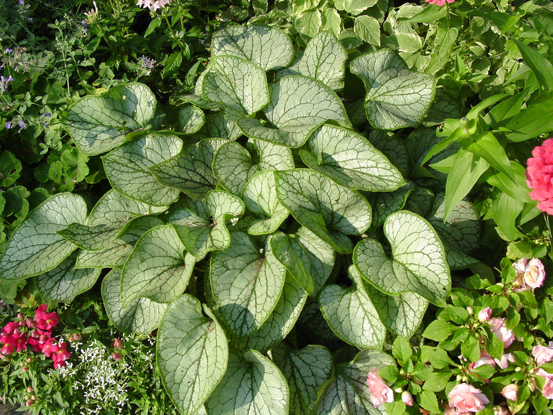 Brunnera Jack Frost - 1 Gallon