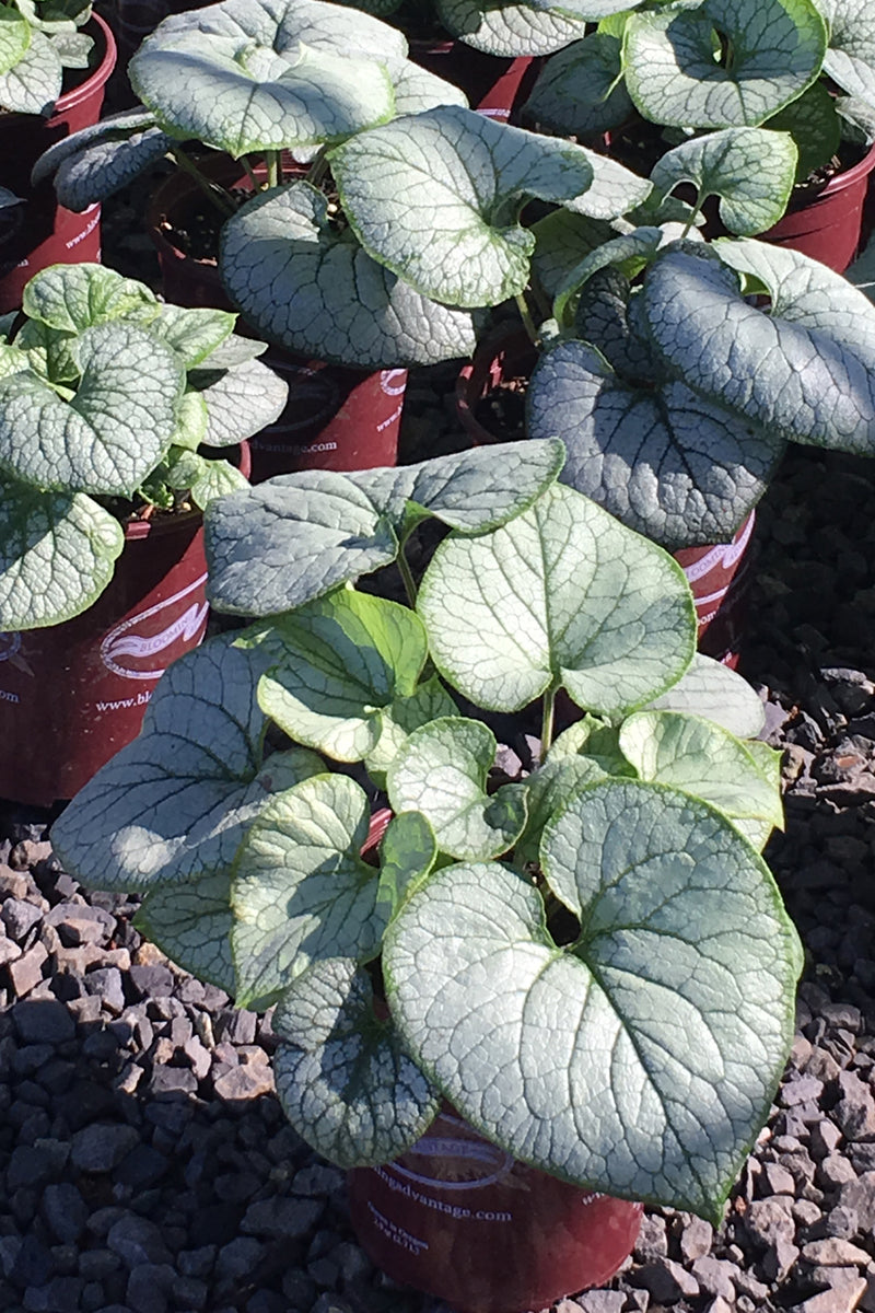 Brunnera Jack Frost - 1 Gallon