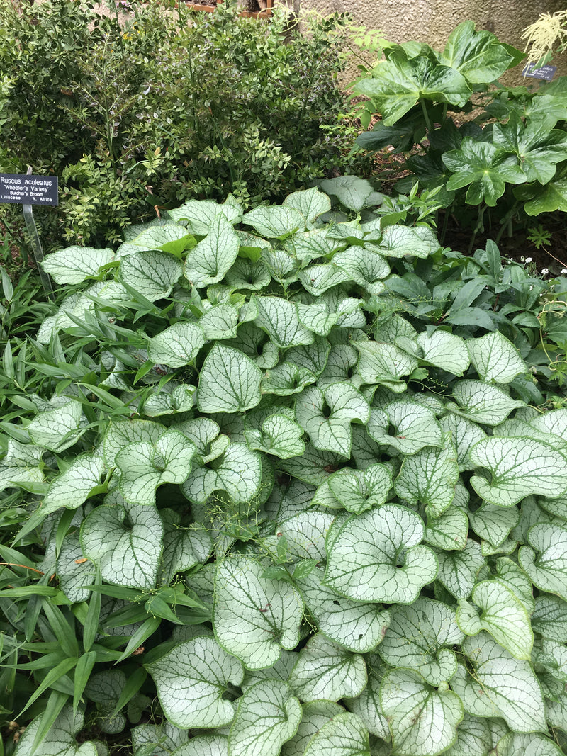Brunnera Jack Frost - 1 Gallon