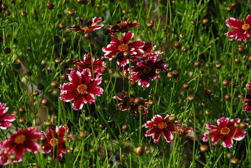 Coreopsis Ruby Frost - 1 Gallon
