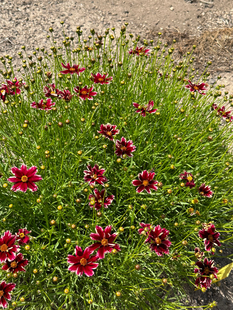 Coreopsis Ruby Frost - 1 Gallon