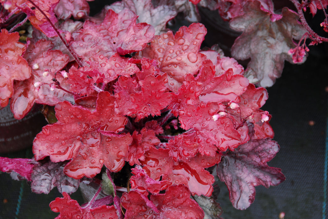 Heuchera Fire Chief*