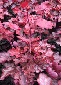 Heuchera Fire Chief*