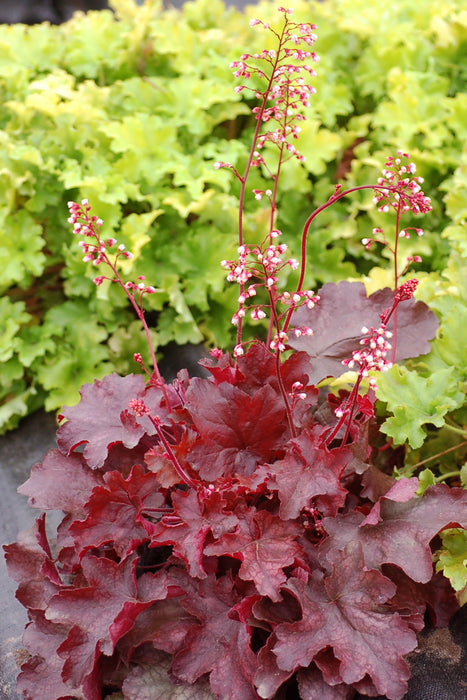 Heuchera Fire Chief*