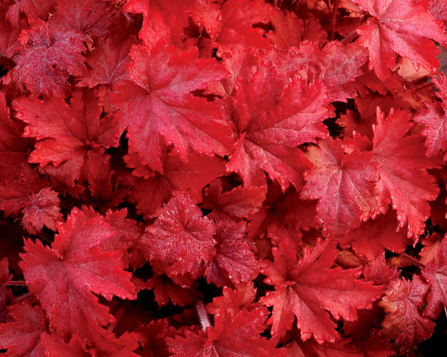 Heuchera Fire Chief*