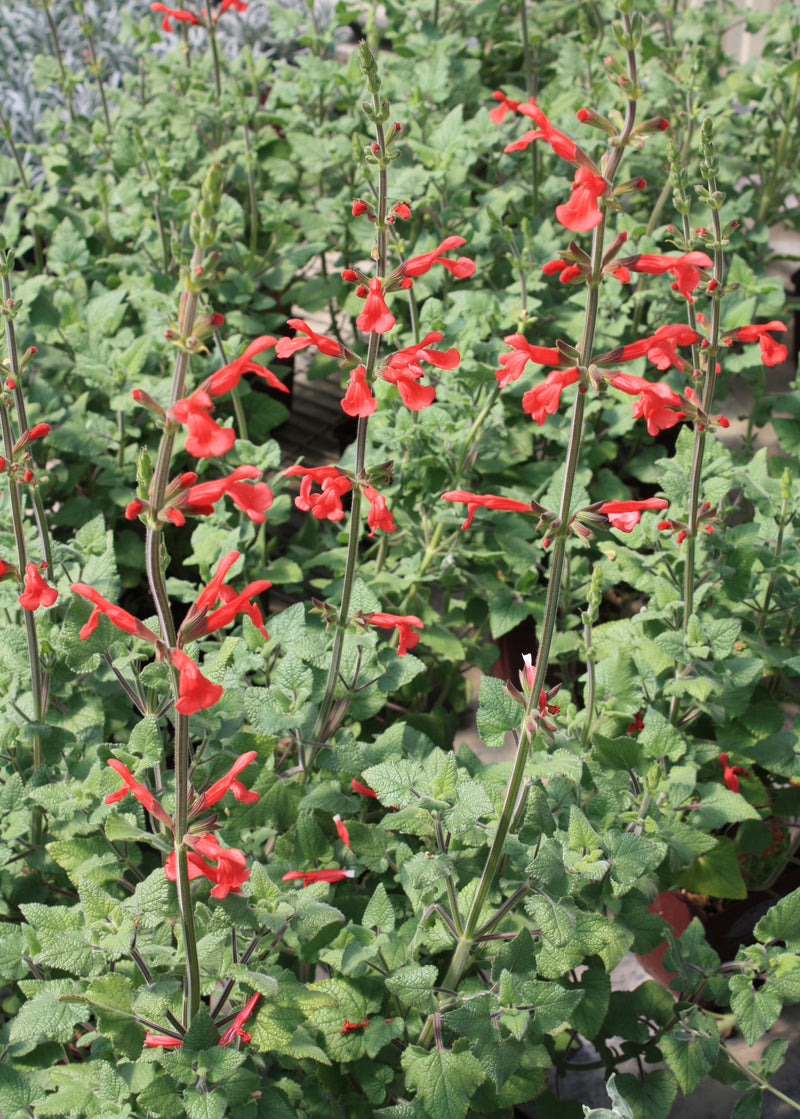 Salvia darcyi - Quart