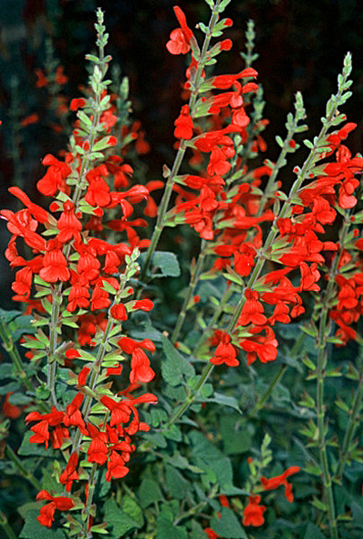 Salvia darcyi - Quart