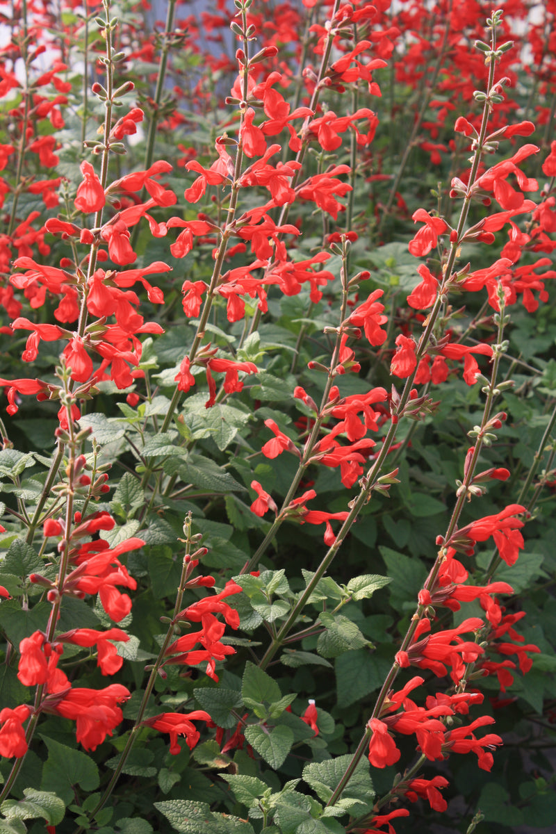 Salvia darcyi - Quart