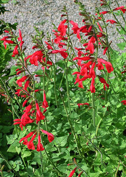 Salvia darcyi - Quart