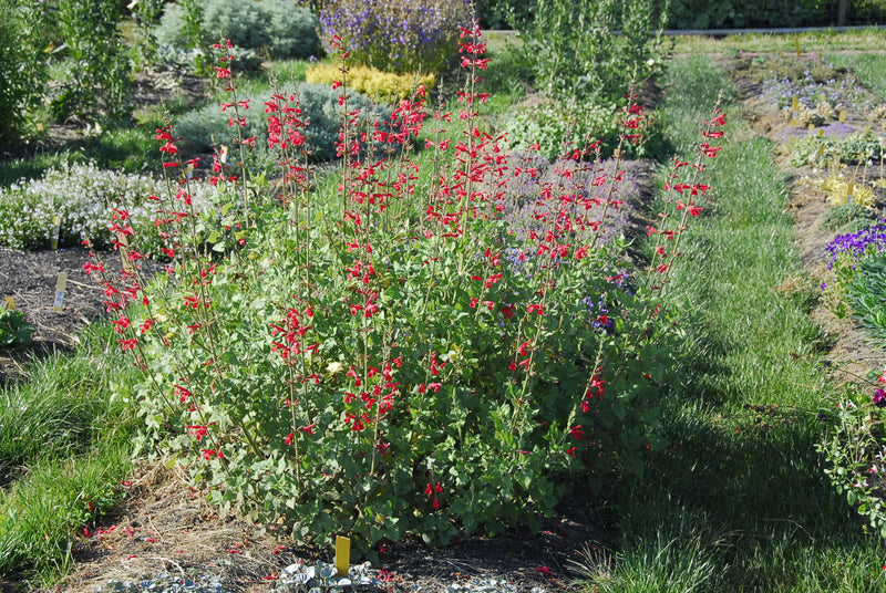 Salvia darcyi - Quart
