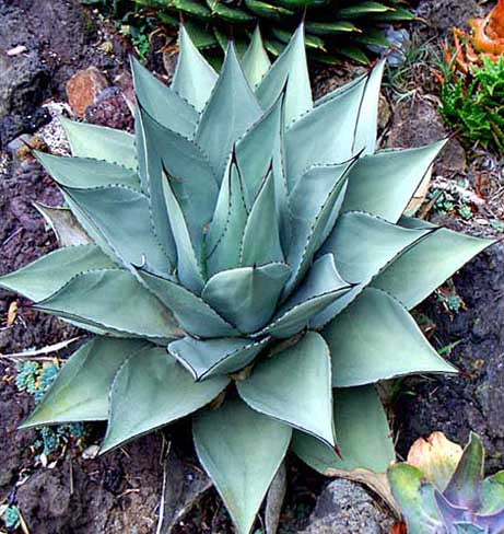 Agave havardiana - 1 Gallon