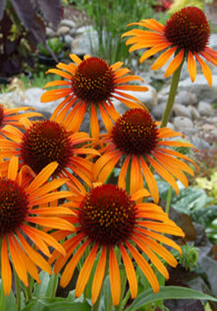 Echinacea Flame Thrower - 1 Gallon