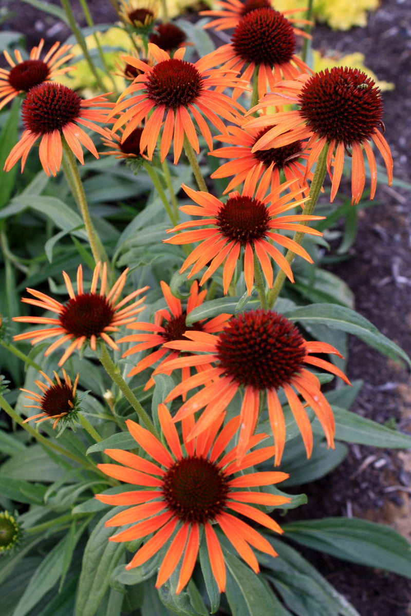 Echinacea Flame Thrower - 1 Gallon