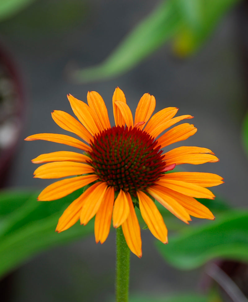 Echinacea Flame Thrower - 1 Gallon