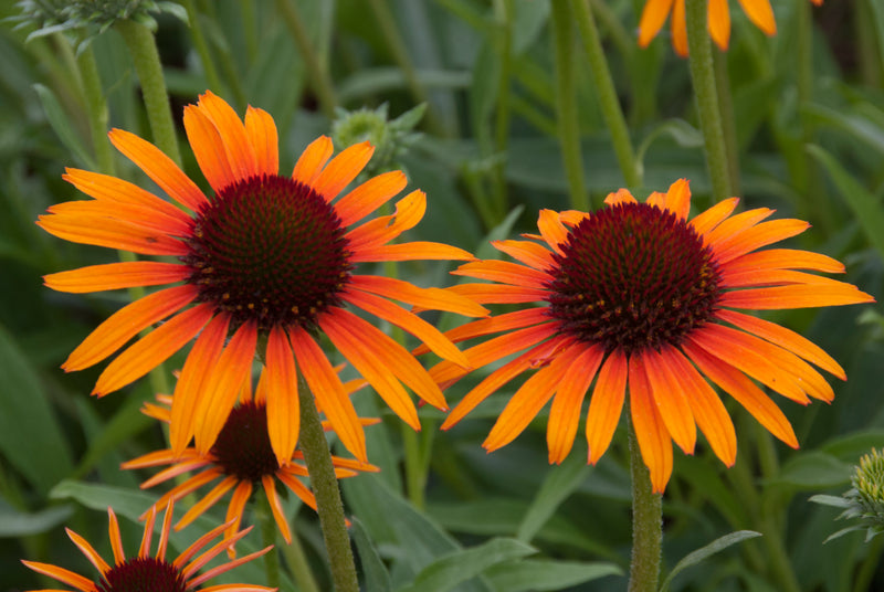 Echinacea Flame Thrower - 1 Gallon