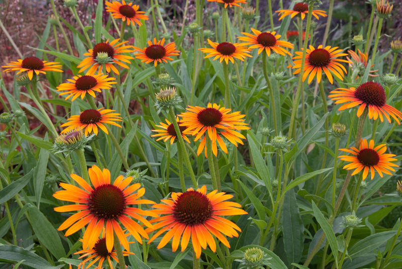 Echinacea Flame Thrower - 1 Gallon