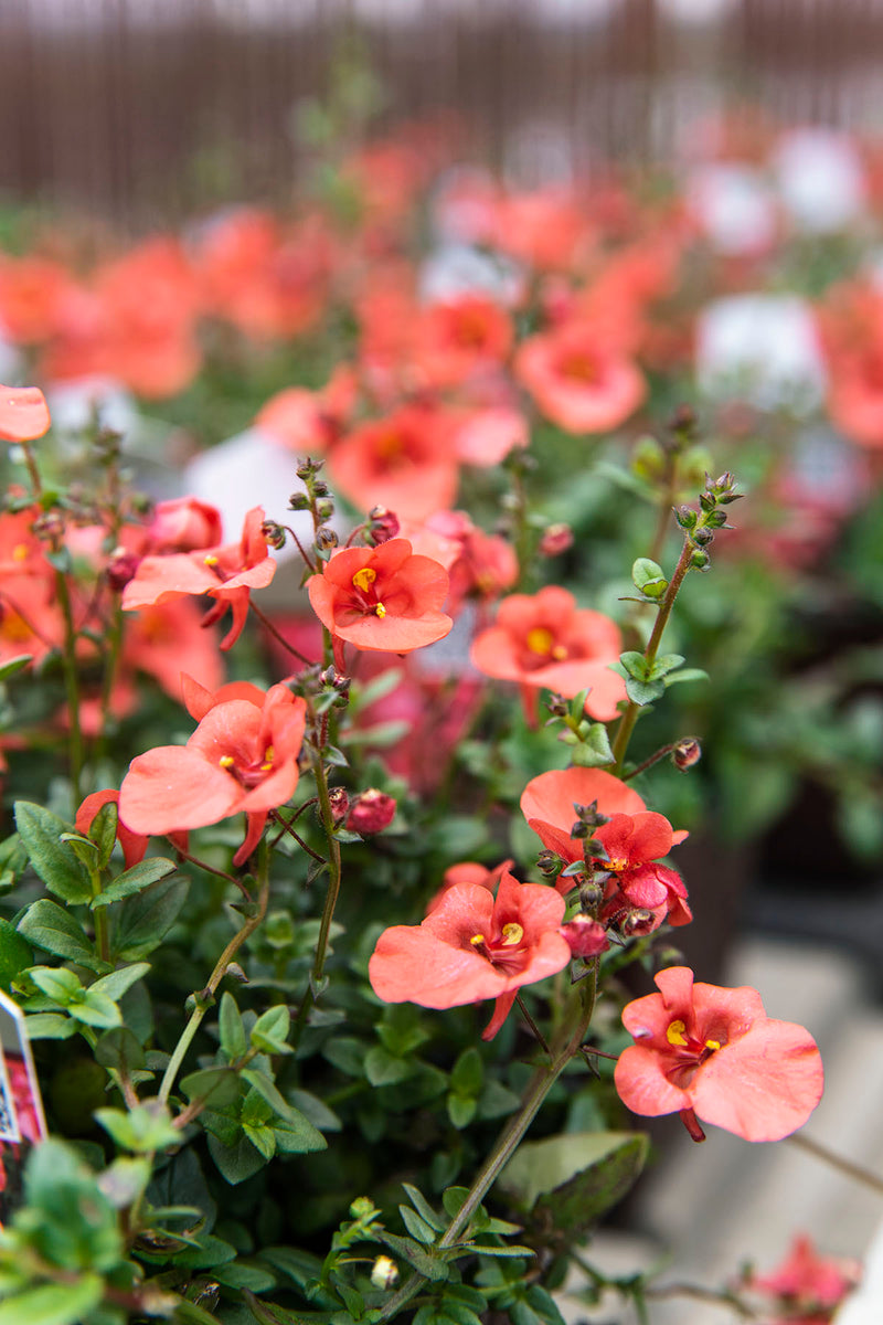 Diascia Redstart -3.5"