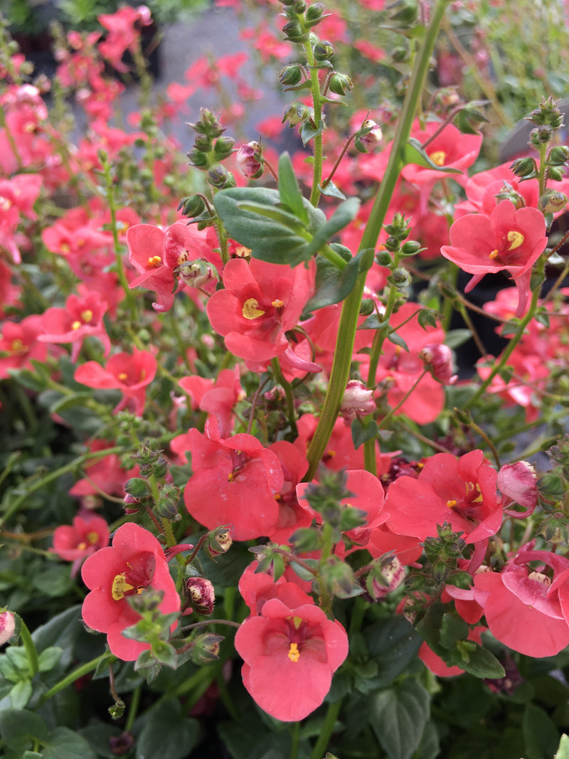 Diascia Redstart -3.5"