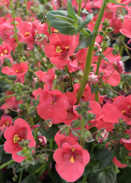 Diascia Redstart -3.5"