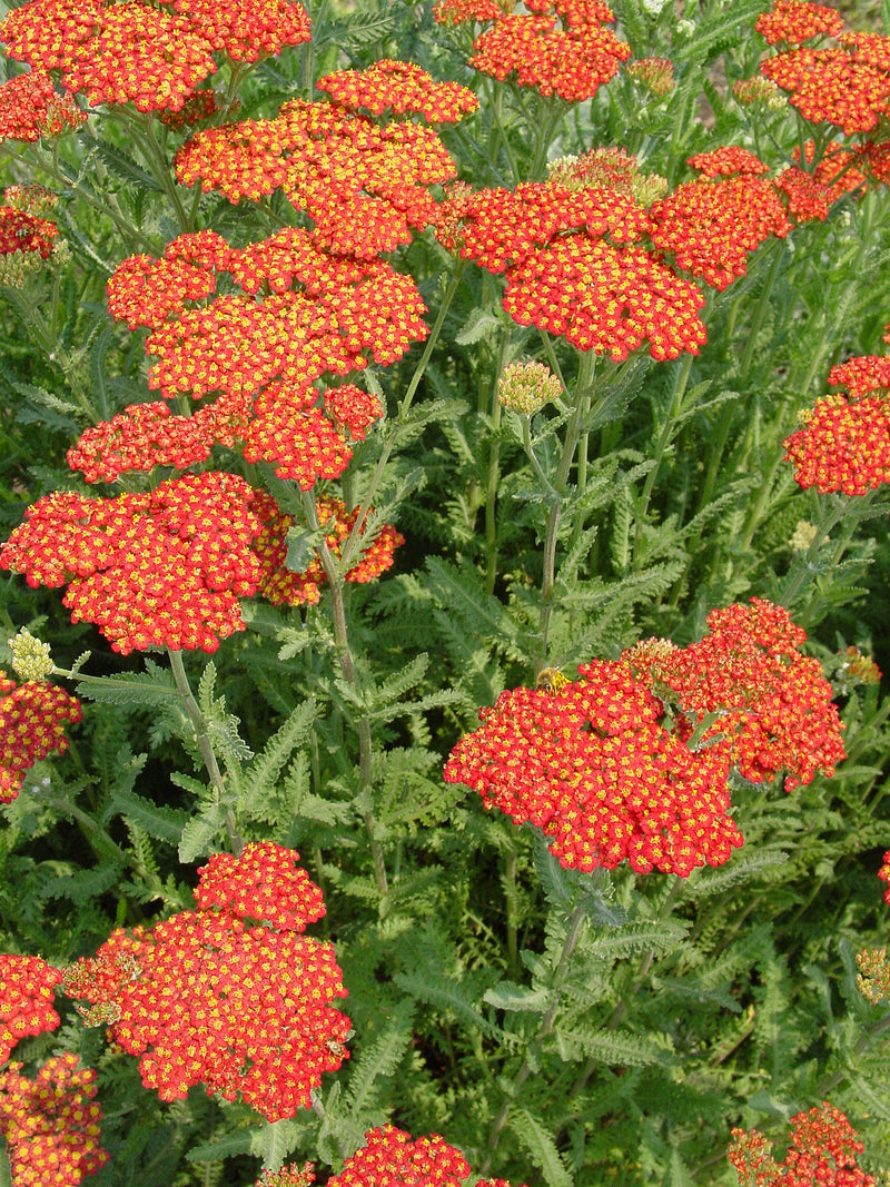 Achillea Walter Funcke - 3.5"