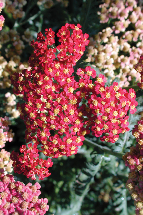 Achillea Walter Funcke - 3.5"