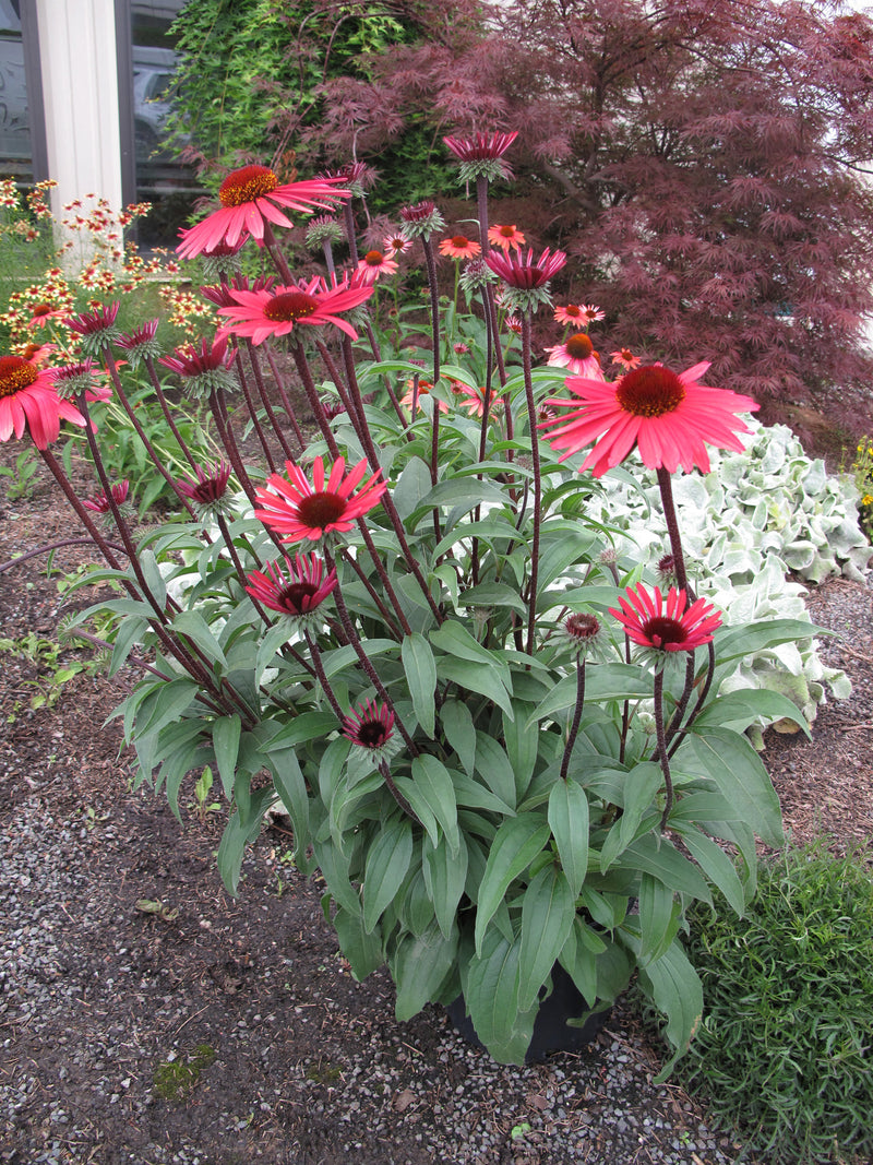 Echinacea Solar Flare - 1 Gallon