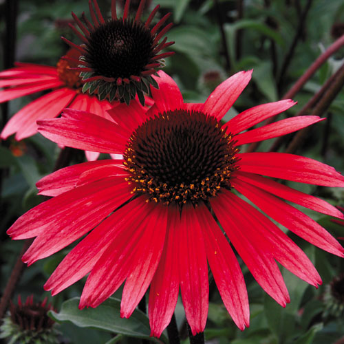 Echinacea Solar Flare - 1 Gallon