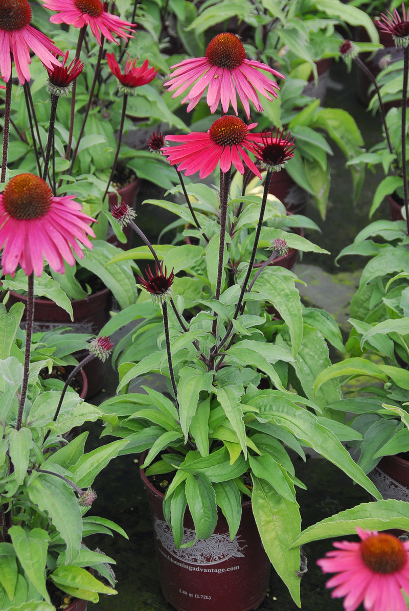Echinacea Solar Flare - 1 Gallon