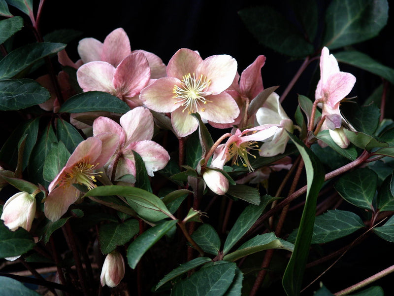 Helleborus Pink Frost - 1 Gallon