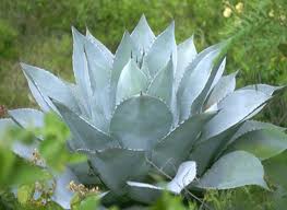 Agave Frosty Blue - 1 Gallon