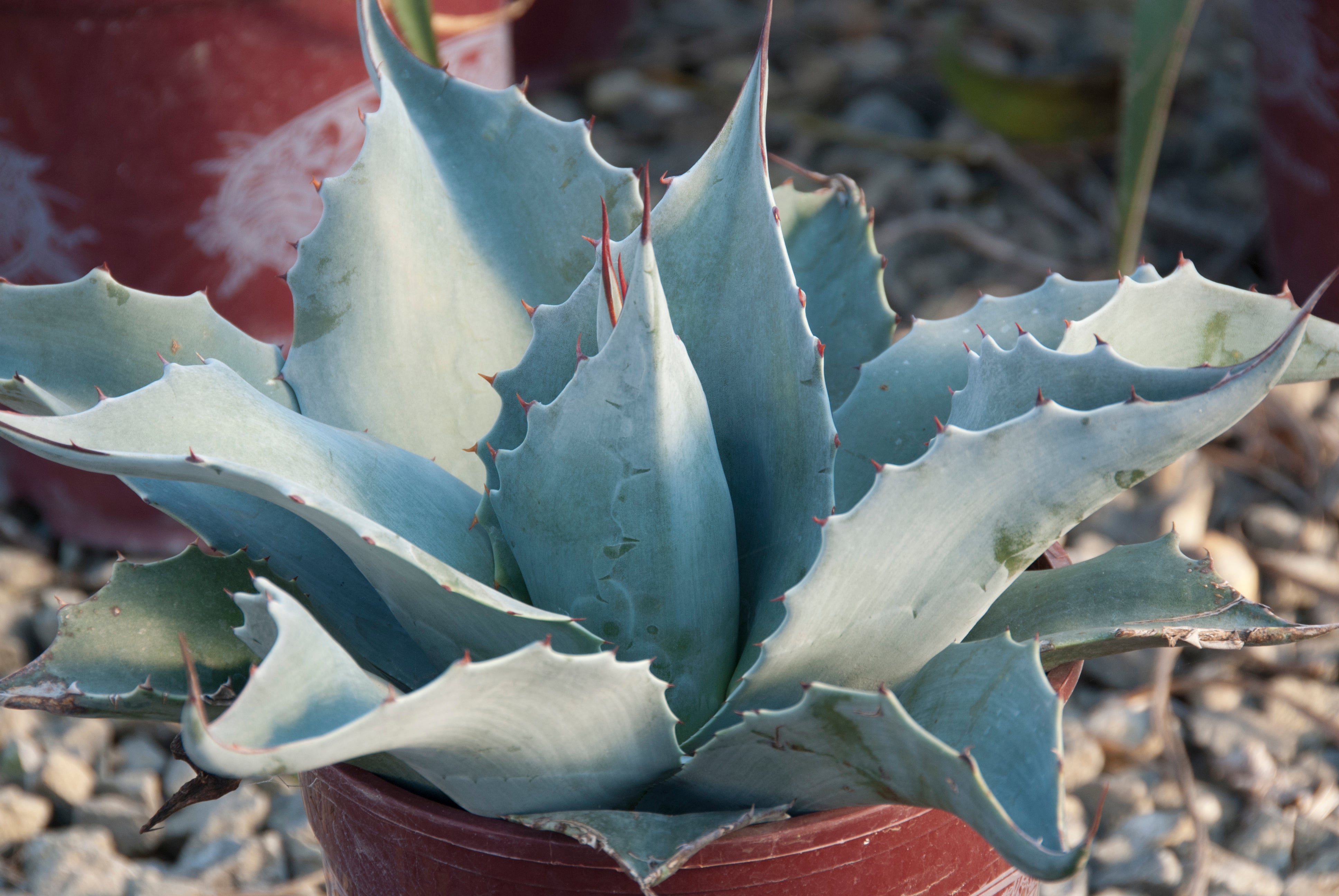 Agave Frosty Blue - 1 Gallon — Blooming Junction