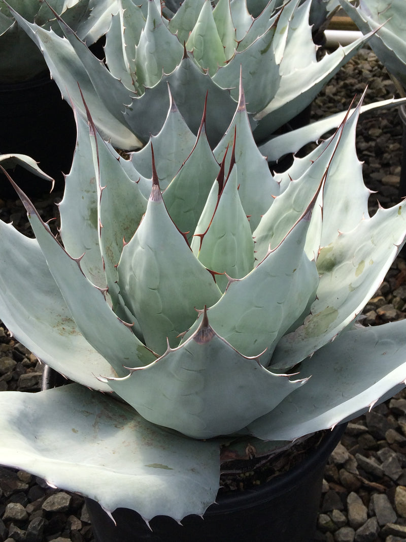Agave Frosty Blue - 1 Gallon