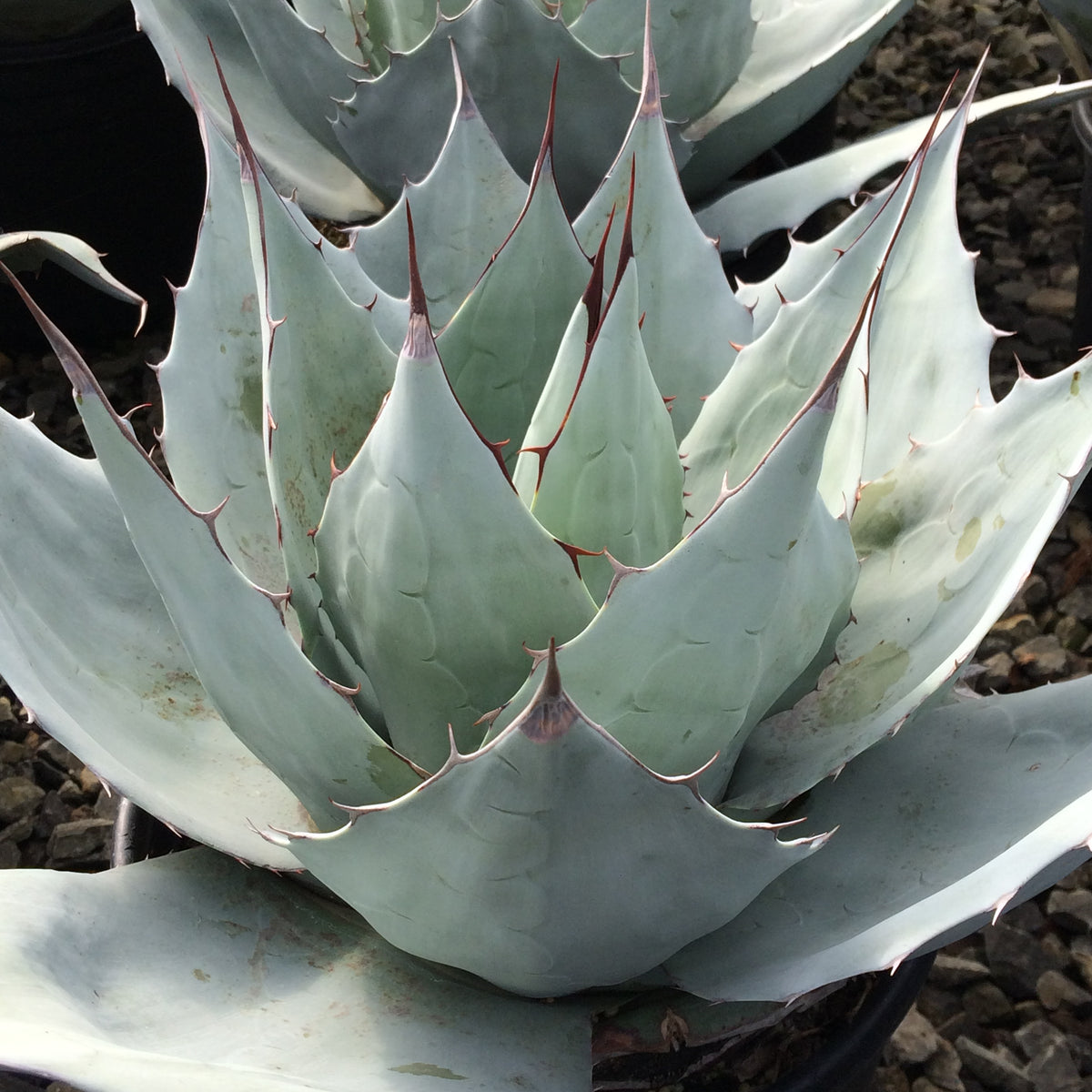 frosty blue succulent flower Agave Frosty Blue
