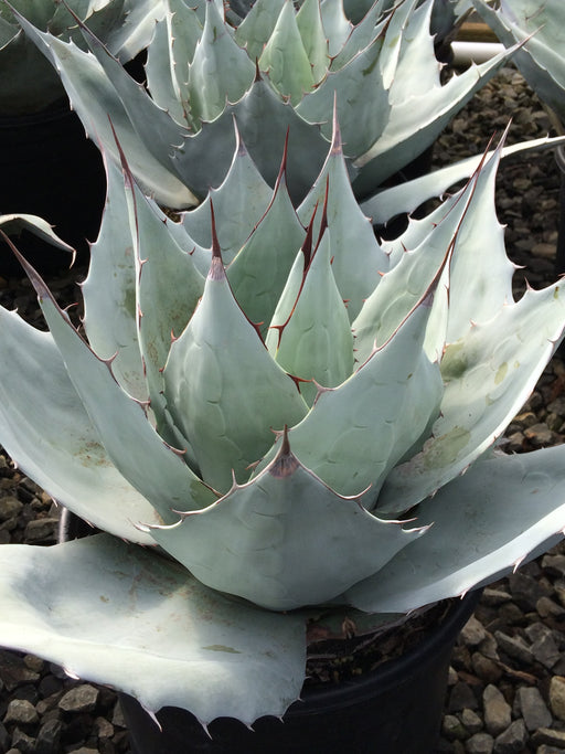 frosty blue succulent Agave Frosty Blue
