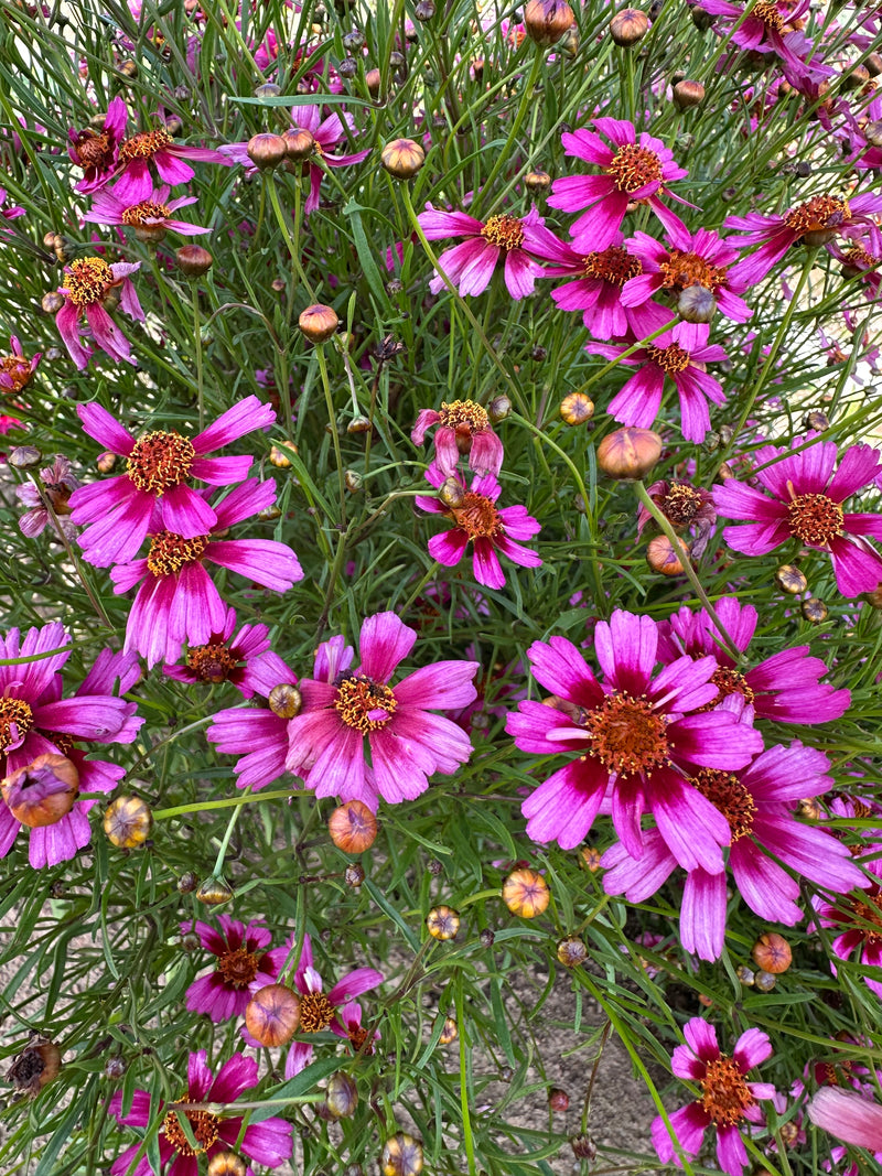Coreopsis Garnet - 1 Gallon