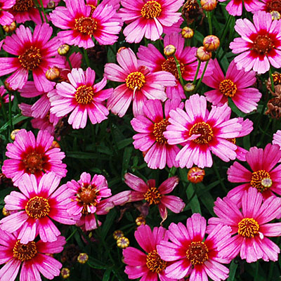 Coreopsis Garnet - 1 Gallon