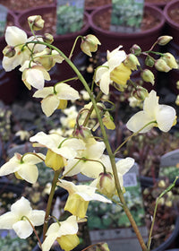 Epimedium pallidum - Quart