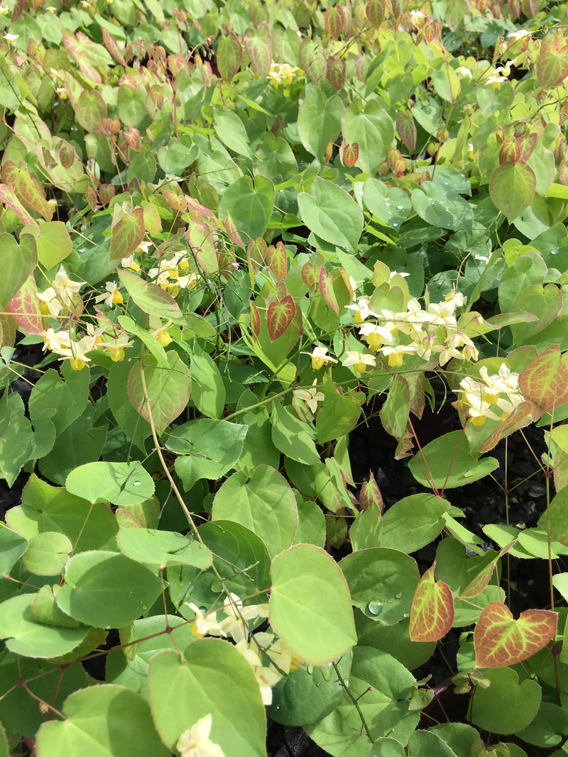 Epimedium pallidum - Quart