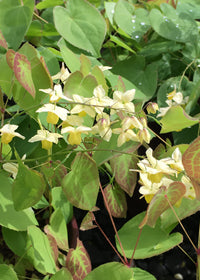 Epimedium pallidum - Quart
