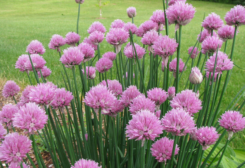 Allium Rising Star - 3.5"